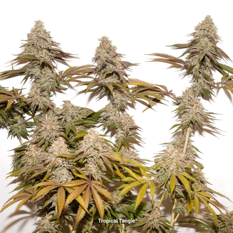 Tropical Tangie x100 -Dutch Passion