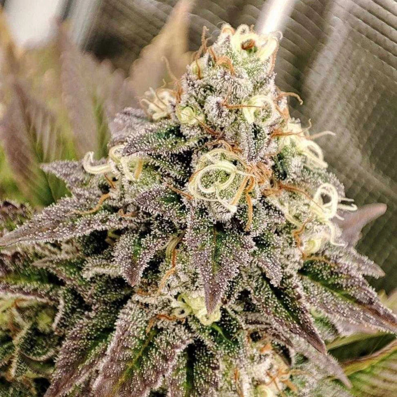 Tropical Tangie x100 -Dutch Passion