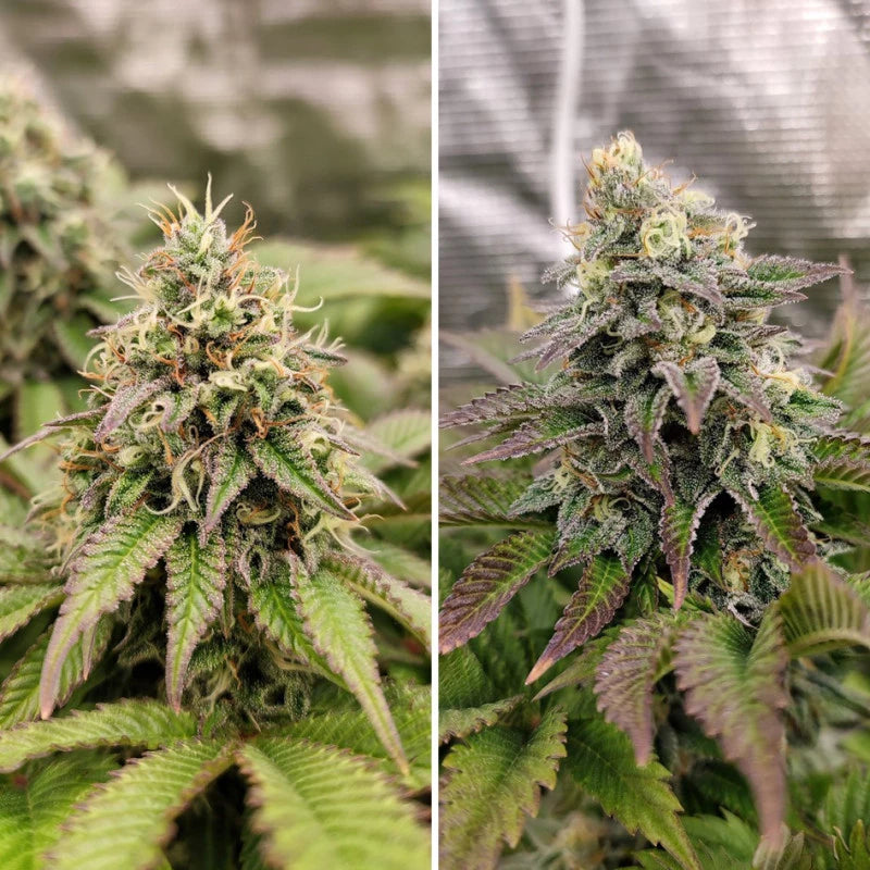Tropical Tangie x100 -Dutch Passion