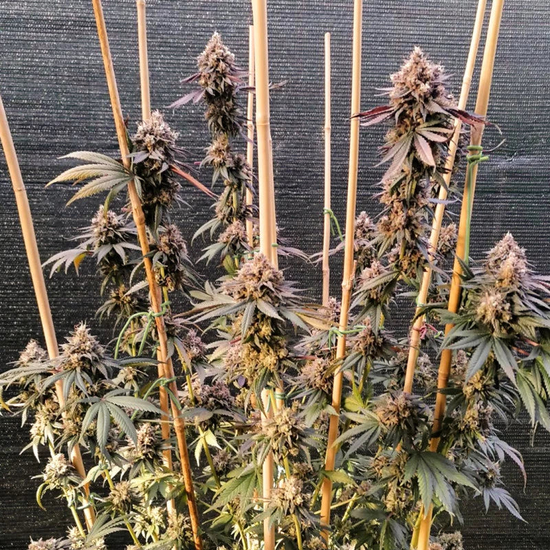GMO Fast Fem x100 -Dutch Passion 2024