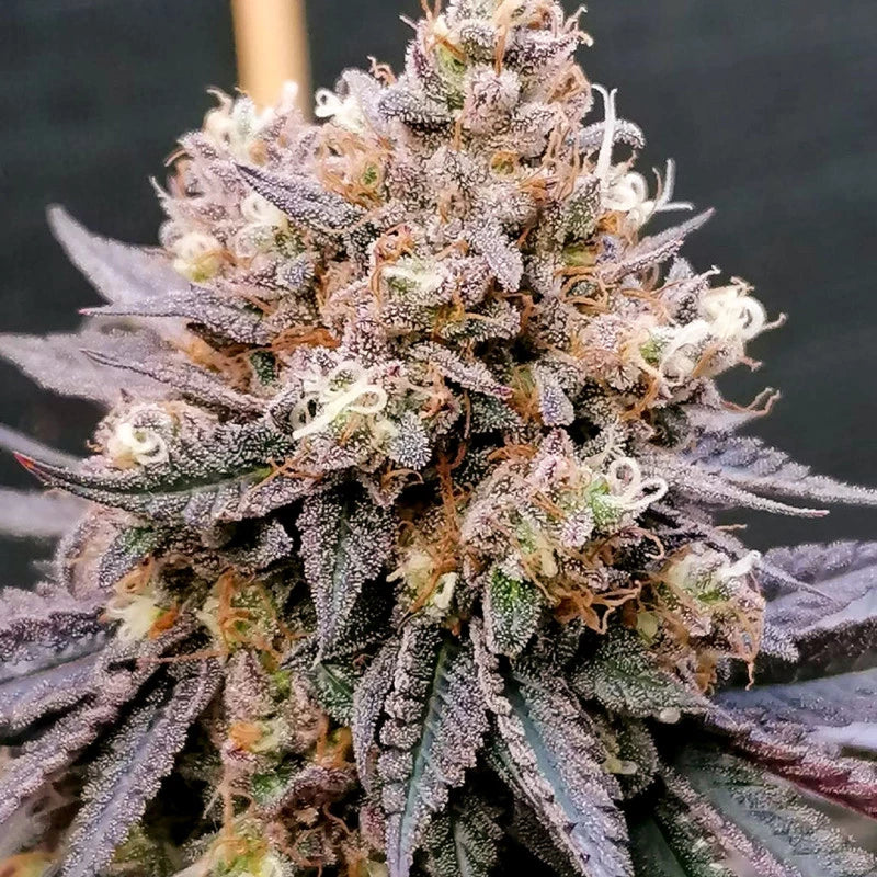 GMO Fast Fem x100 -Dutch Passion 2024
