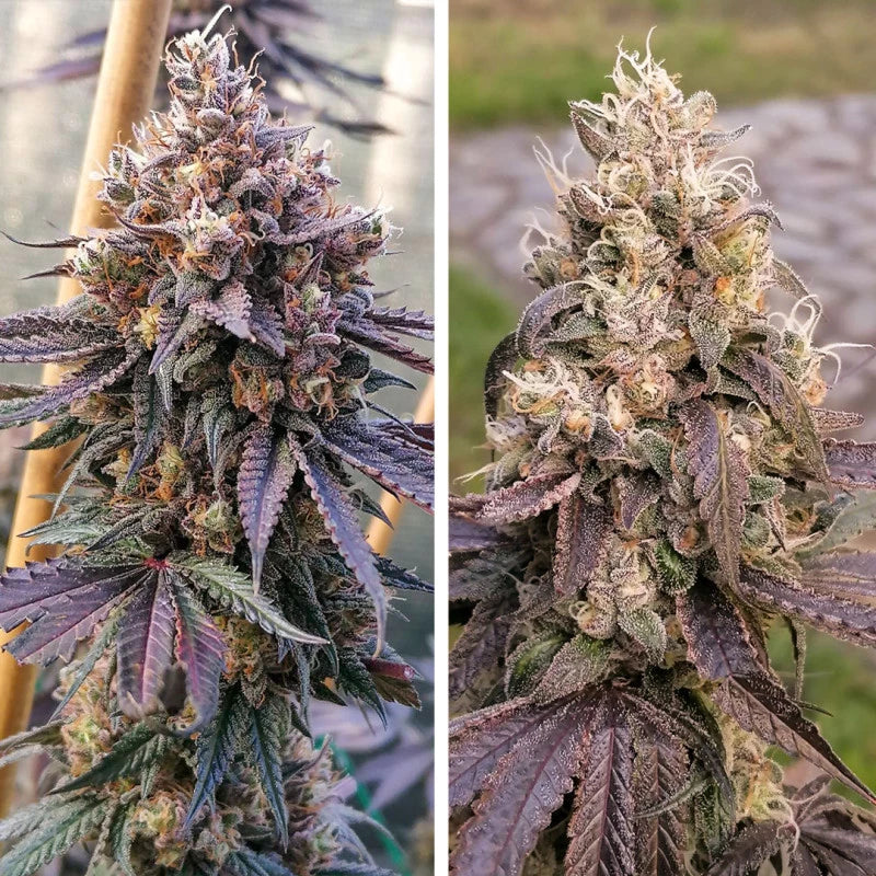 GMO Fast Fem x100 -Dutch Passion 2024