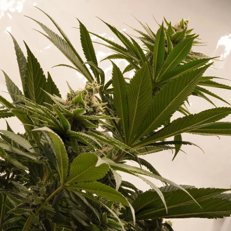 Melonade Runtz Fem x100 -Dutch Passion 2024