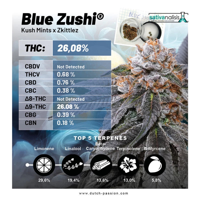 Blue Zushi x 3- Dutch Passion