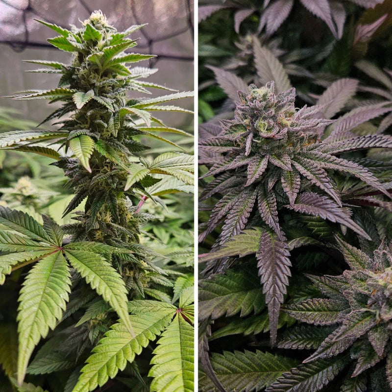 Orange Bud 2.0 Fem x3 - Dutch Passion