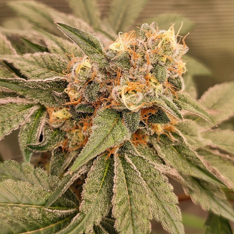 Orange Bud 2.0 Fem x3 - Dutch Passion