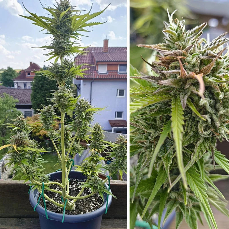 Auto Candy Bubatz XL x3- Dutch Passion 2024
