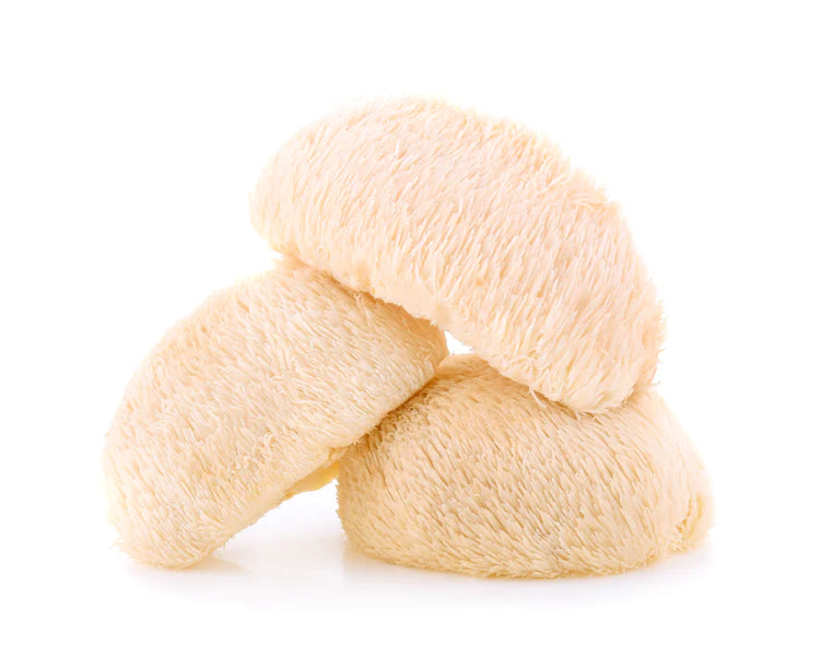 Focus (Melena de León) - Extracto Mycobotanico Adaptogeno - Mycovitae