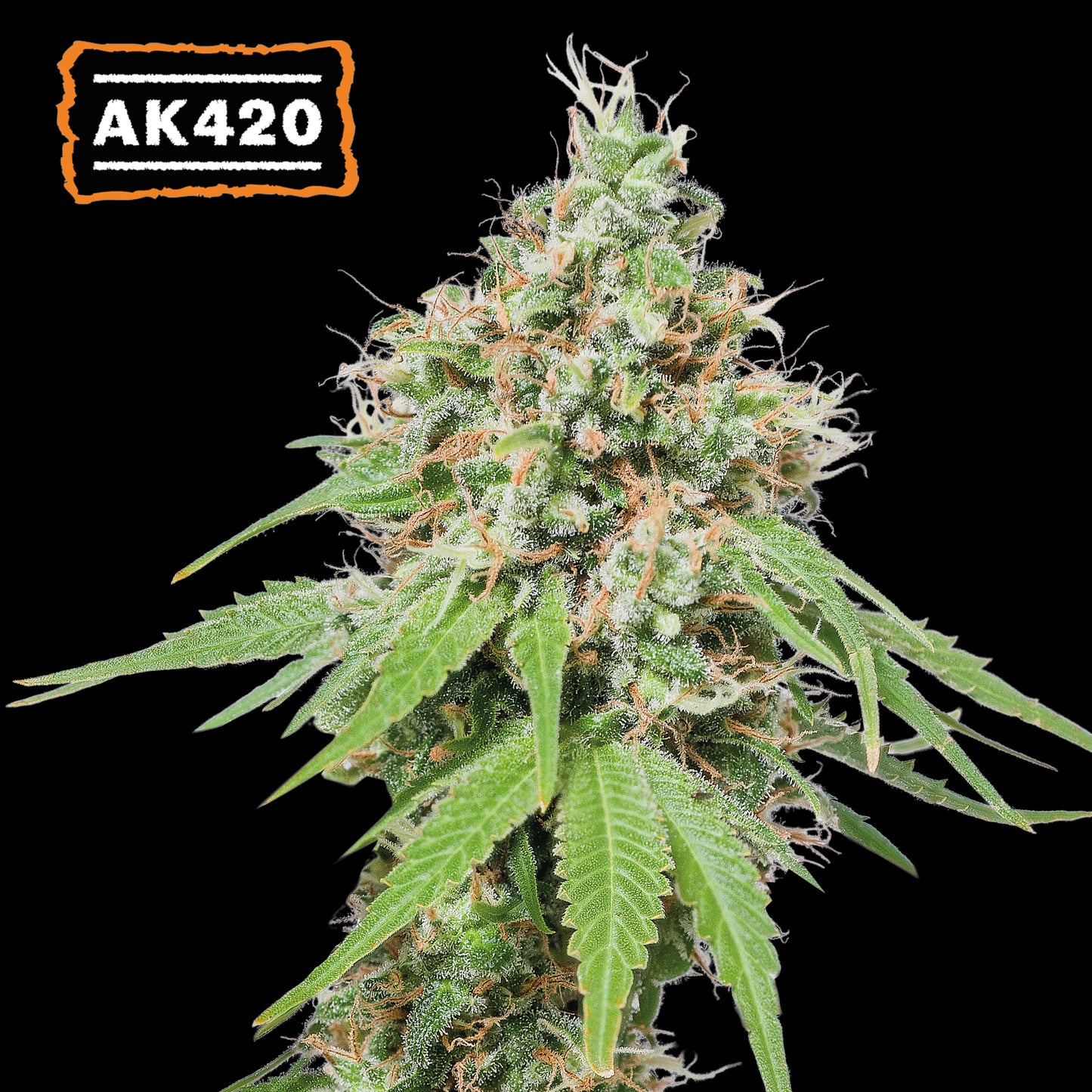 AK 420 Fem x3 Semillas - Seedstockers