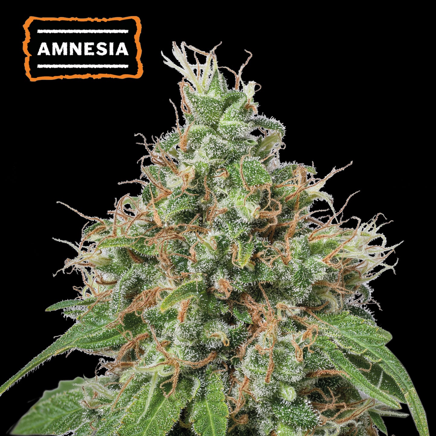 Amnesia Fem x5 - Seedstockers