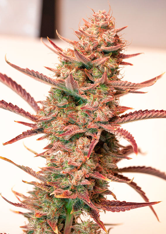 Auto Banana Blaze x100 - Dutch Passion