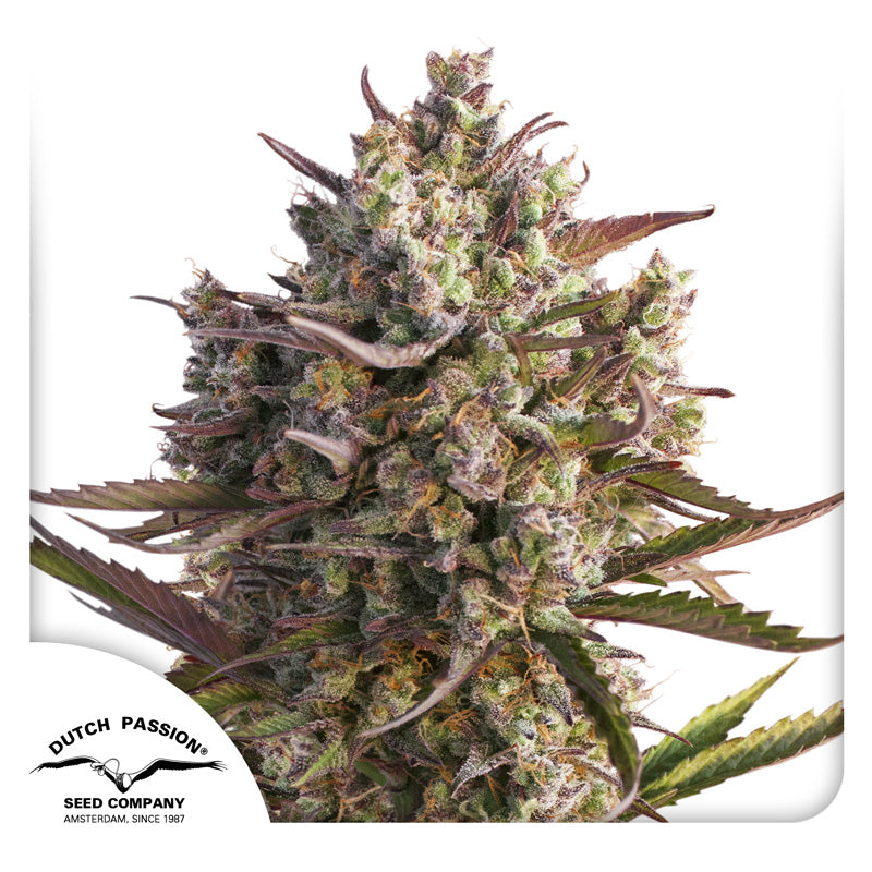 Auto Blueberry x3 - Dutch Passion