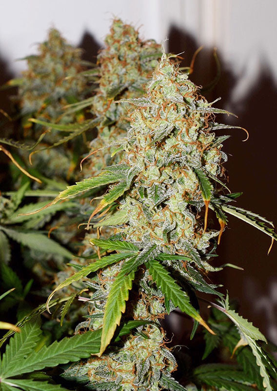 Auto Brooklyn Sunrise x3 - Dutch Passion
