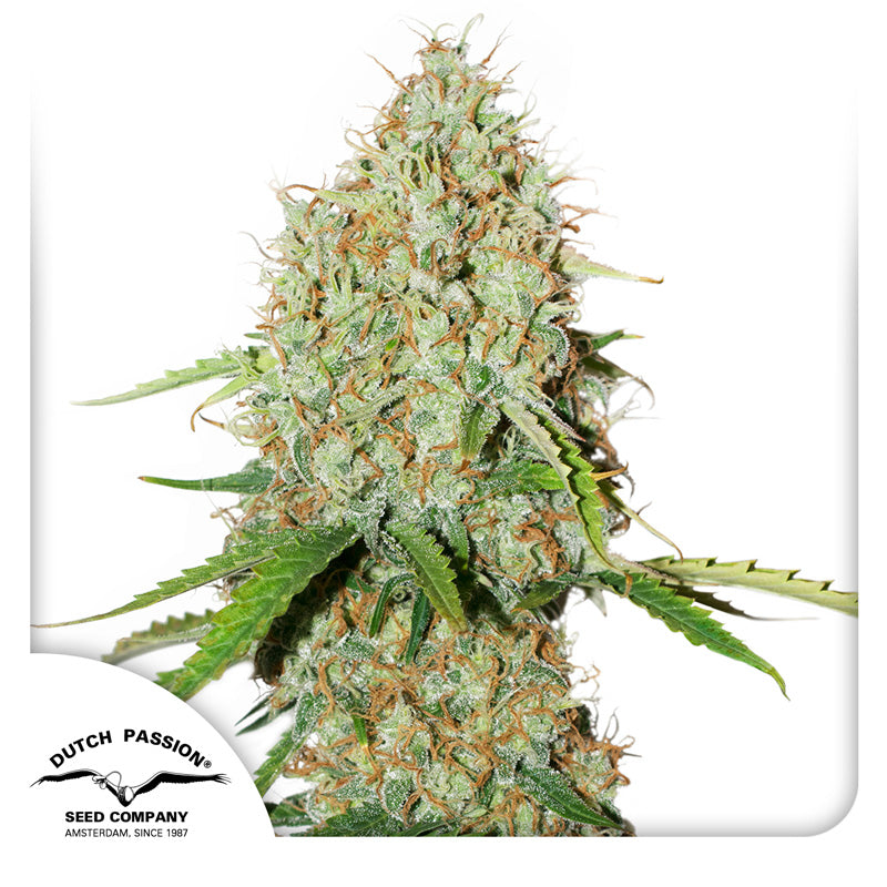Auto Brooklyn Sunrise x3 - Dutch Passion