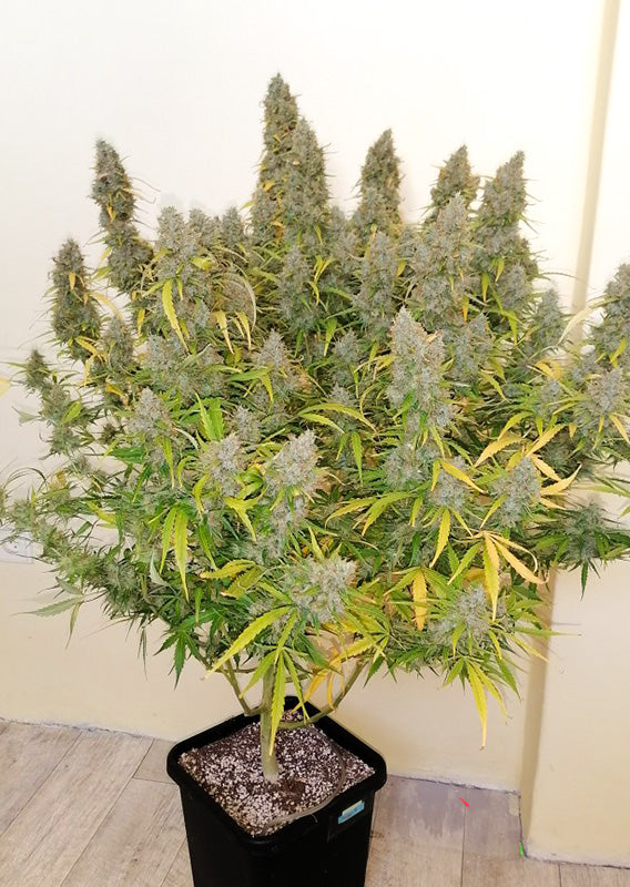 Auto Critical Orange Punch x100 - Dutch Passion