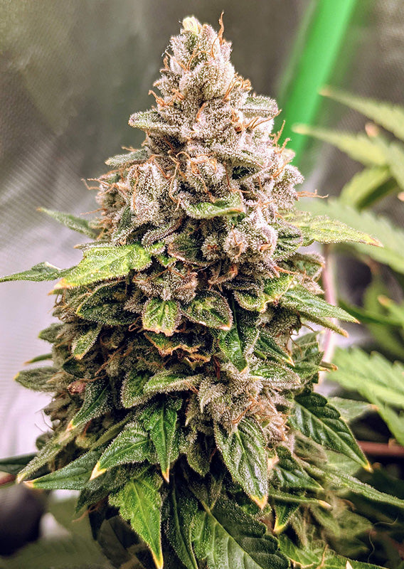 Auto Euforia x100 - Dutch Passion