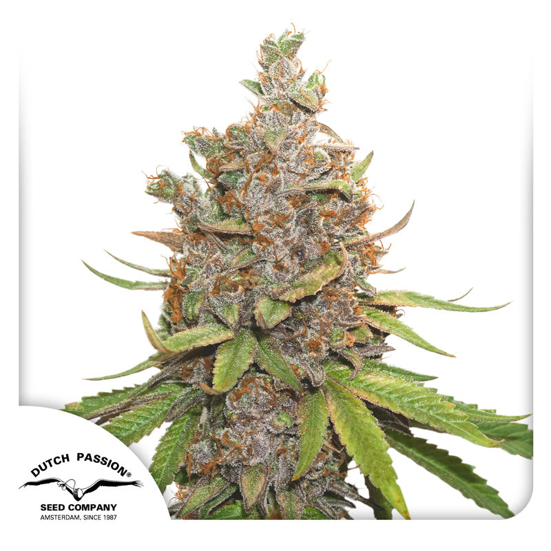 Auto Glueberry O.G x3 - Dutch Passion