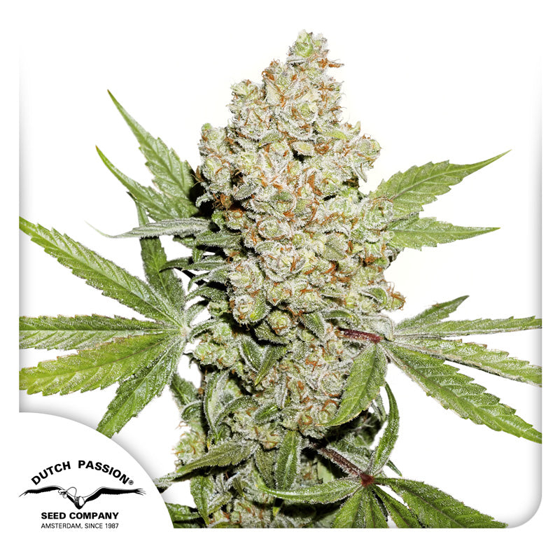 Auto Lemon Kix x3 - Dutch Passion
