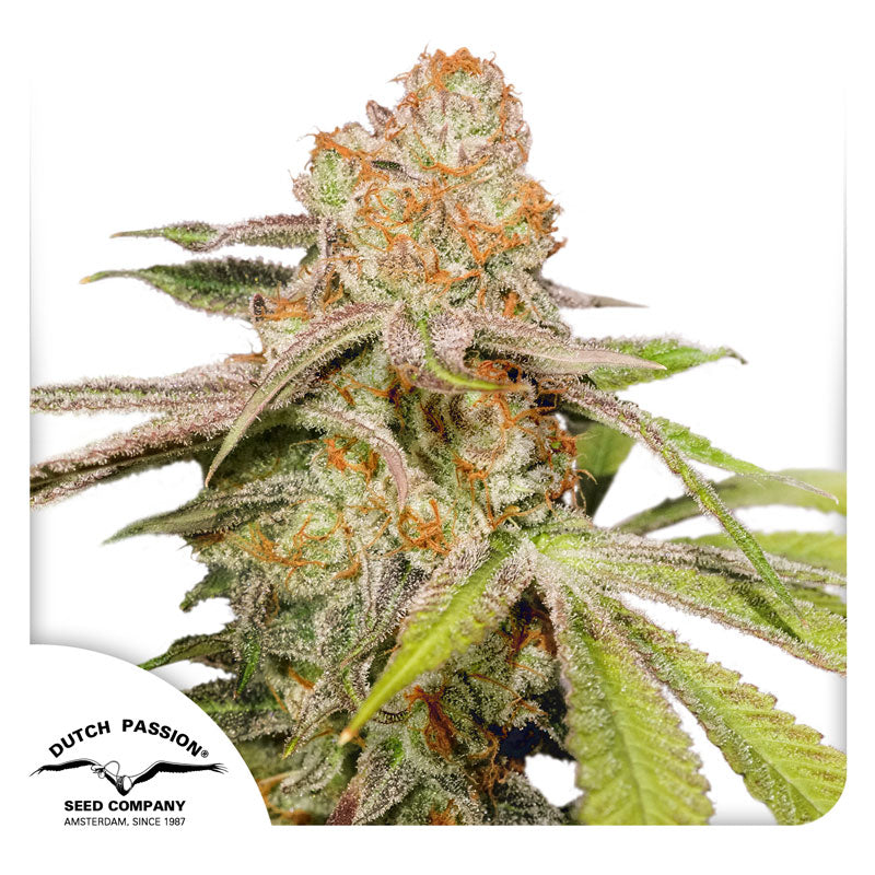 Auto MAC #1 x3 - Dutch Passion