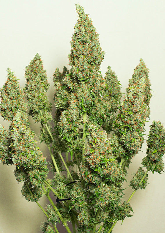 Auto Mazar x100 - Dutch Passion