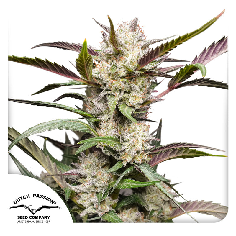 Auto Mimosa Punch x3 - Dutch Passion