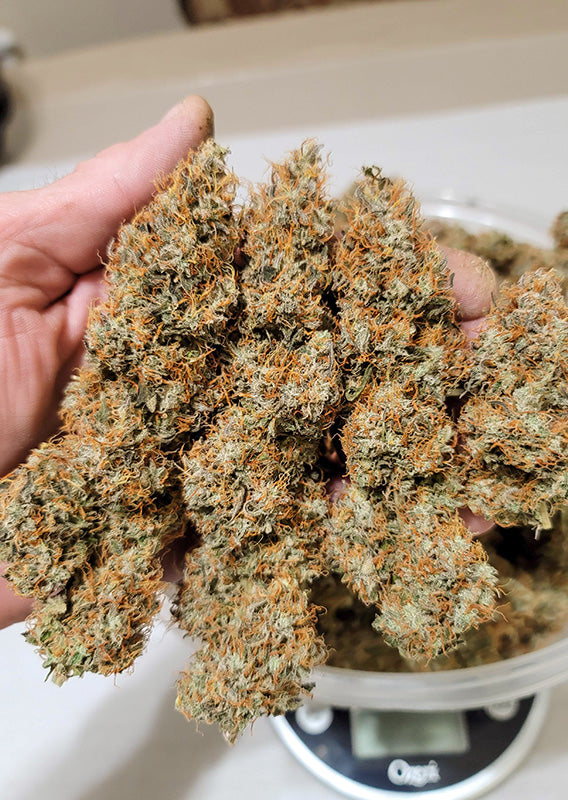 Auto Power Plant x100 -Dutch Passion