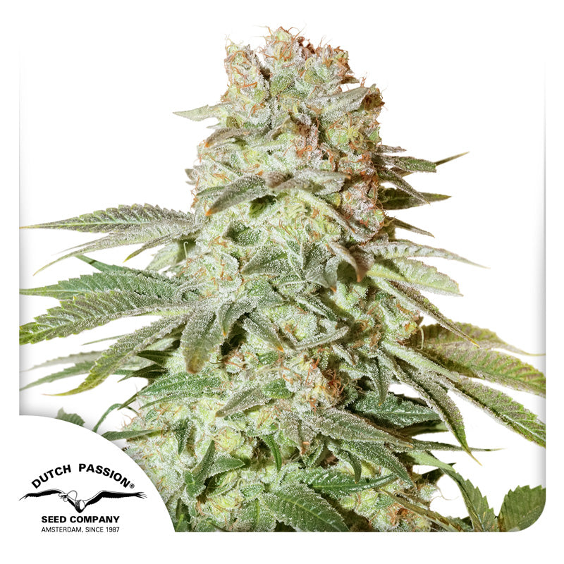 Auto Power Plant x100 -Dutch Passion