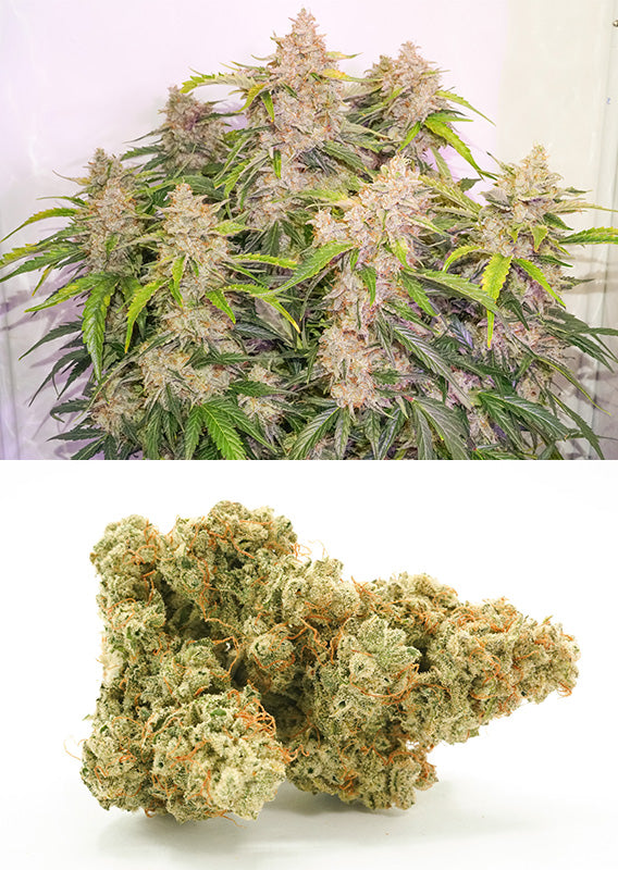 Auto Skywalker Haze x100 - Dutch Passion