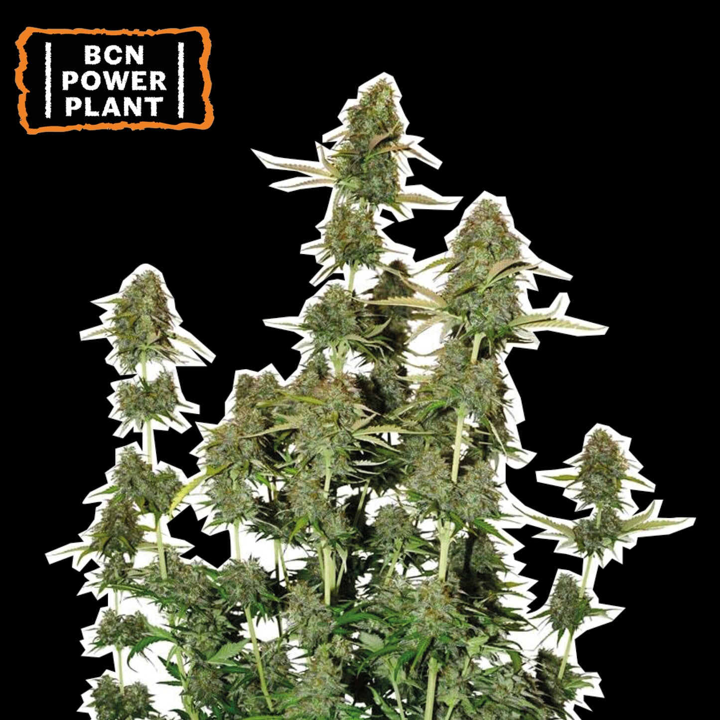 BCN Power Plant Auto x3 - Seedstockers