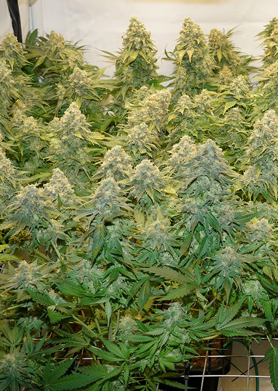 Banana Blaze Fem x100 - Dutch Passion