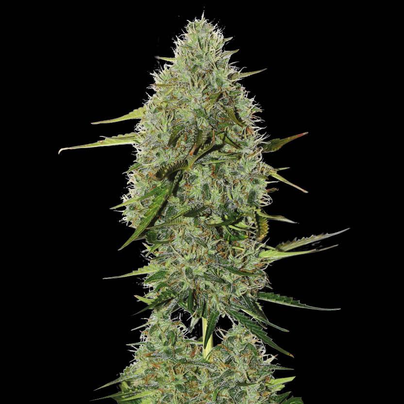 BCN Critical XXL Auto x1 - Seedstockers
