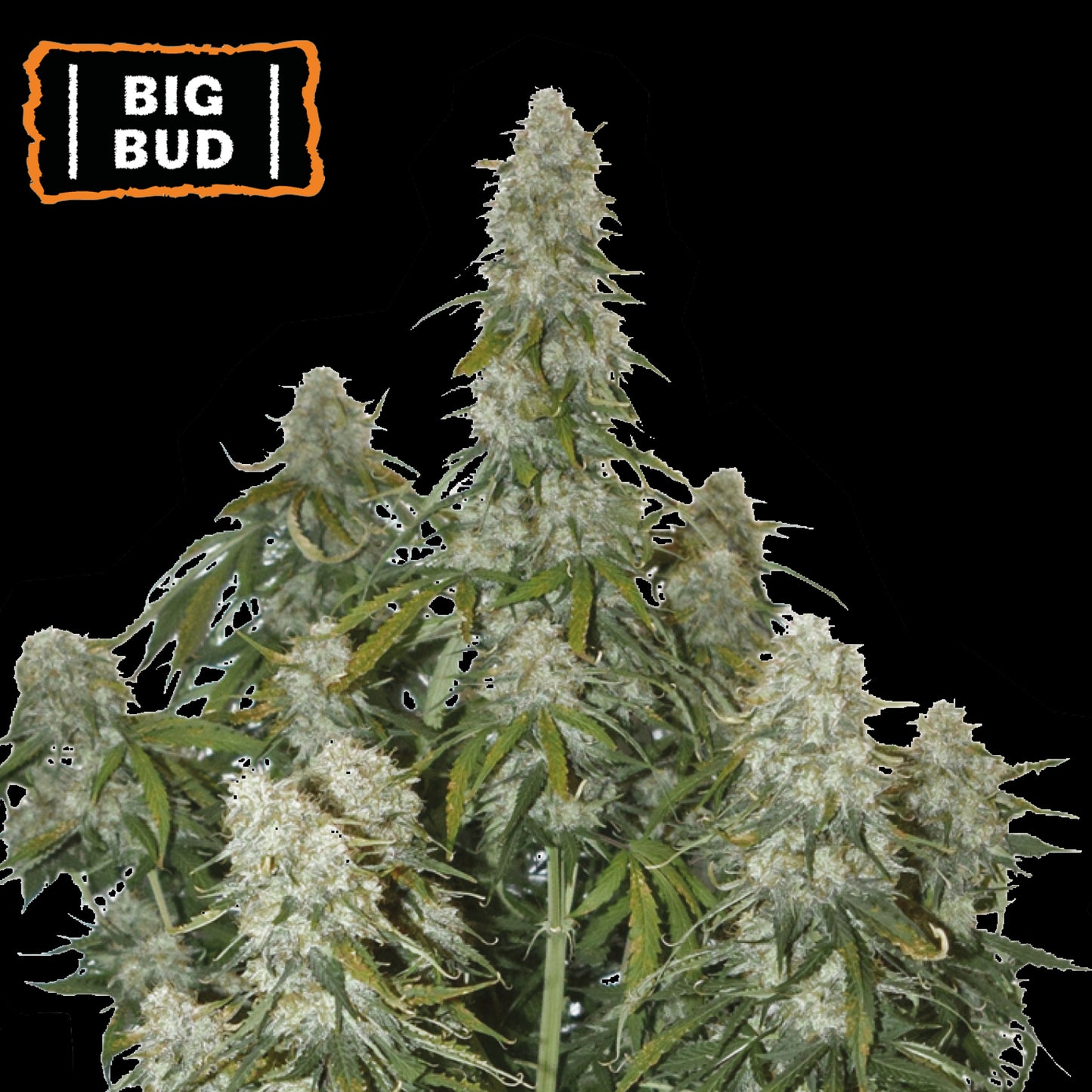 Big Bud Auto x3 - Seedstockers