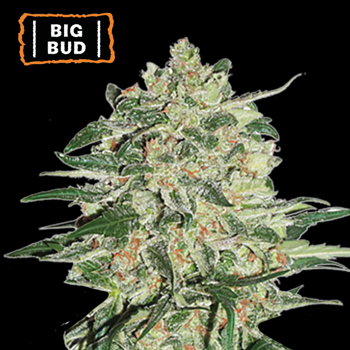 Big Bud Fem x5 - Seedstockers