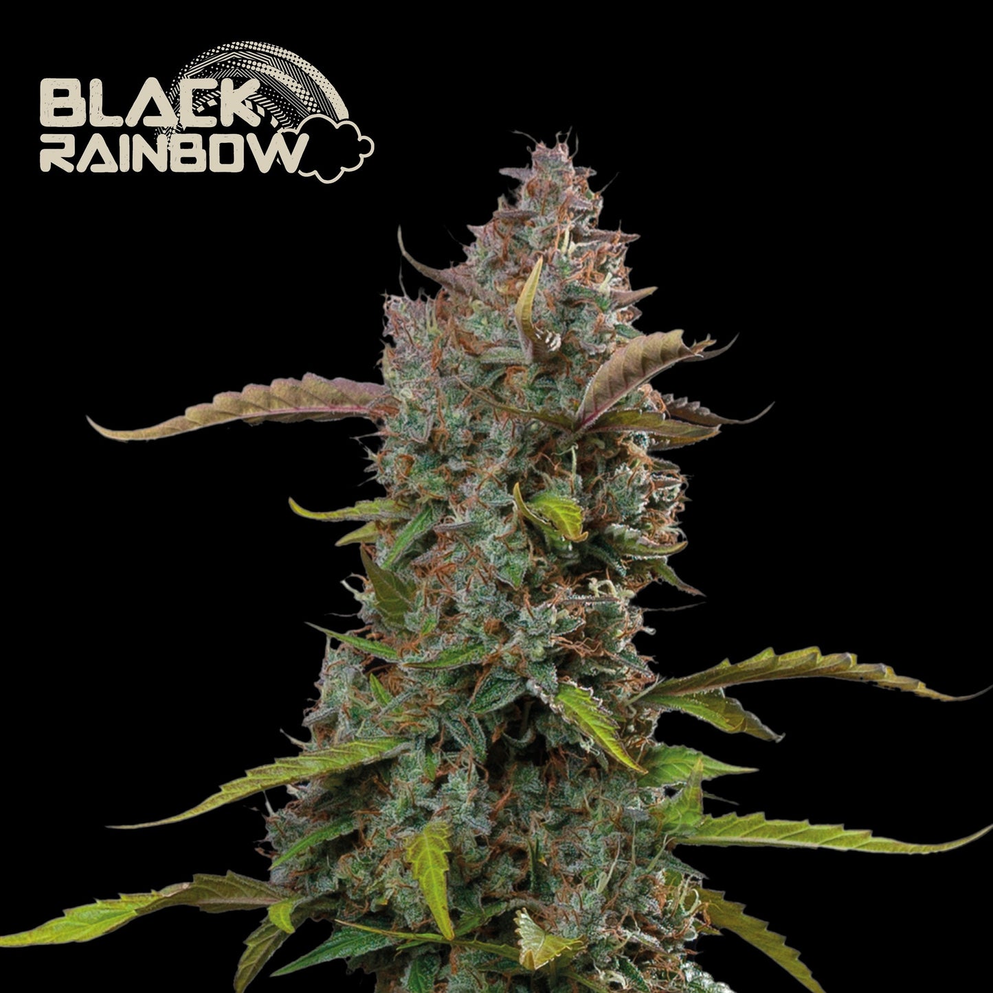 Black Rainbow Auto x1 - Seedstockers