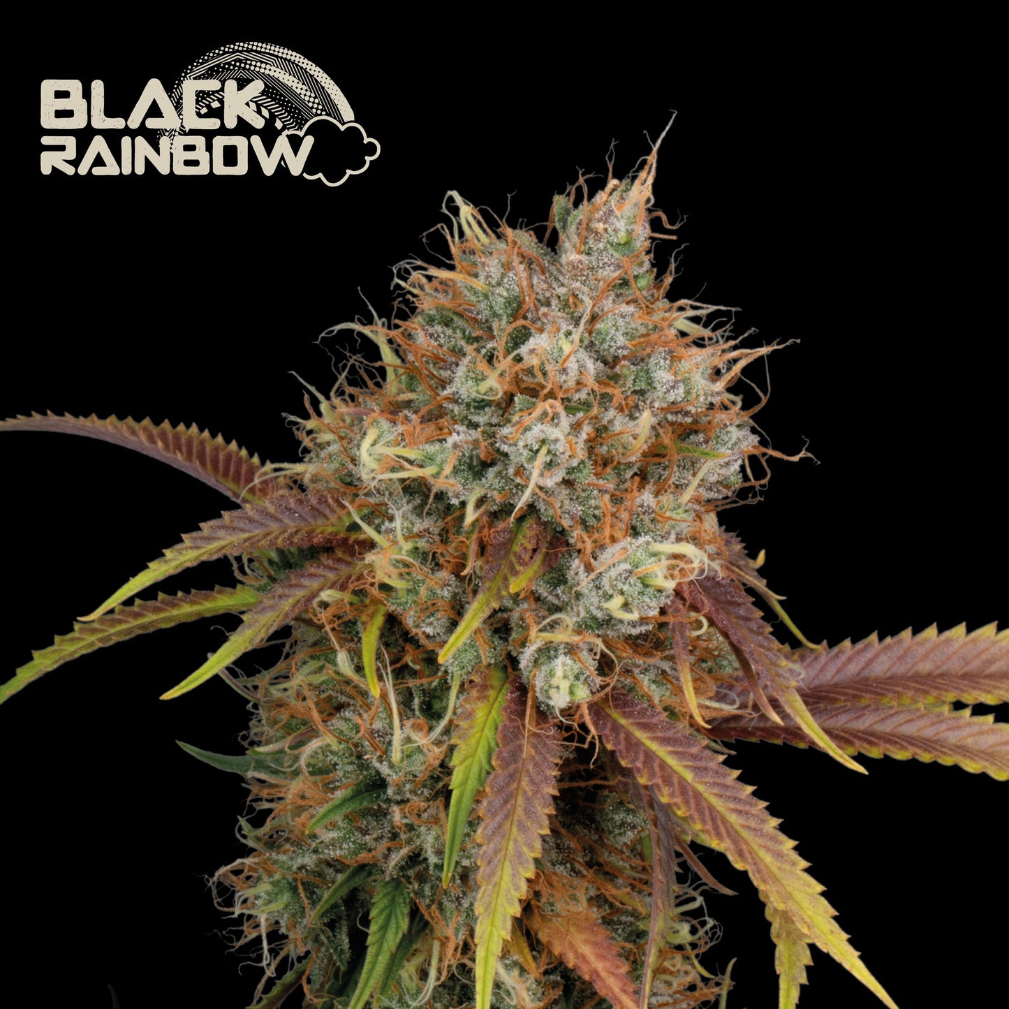 Black Rainbow Fem x1 - Seedstockers