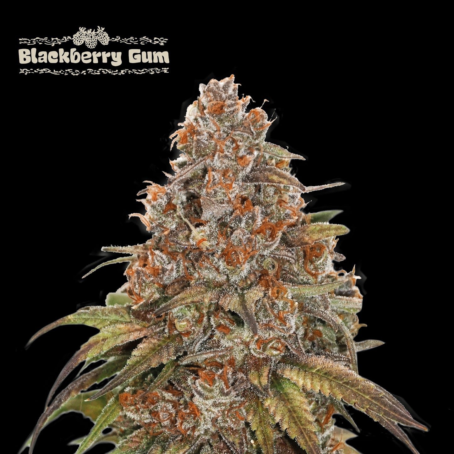 Black Berry Gum Auto x3 - Seedstockers