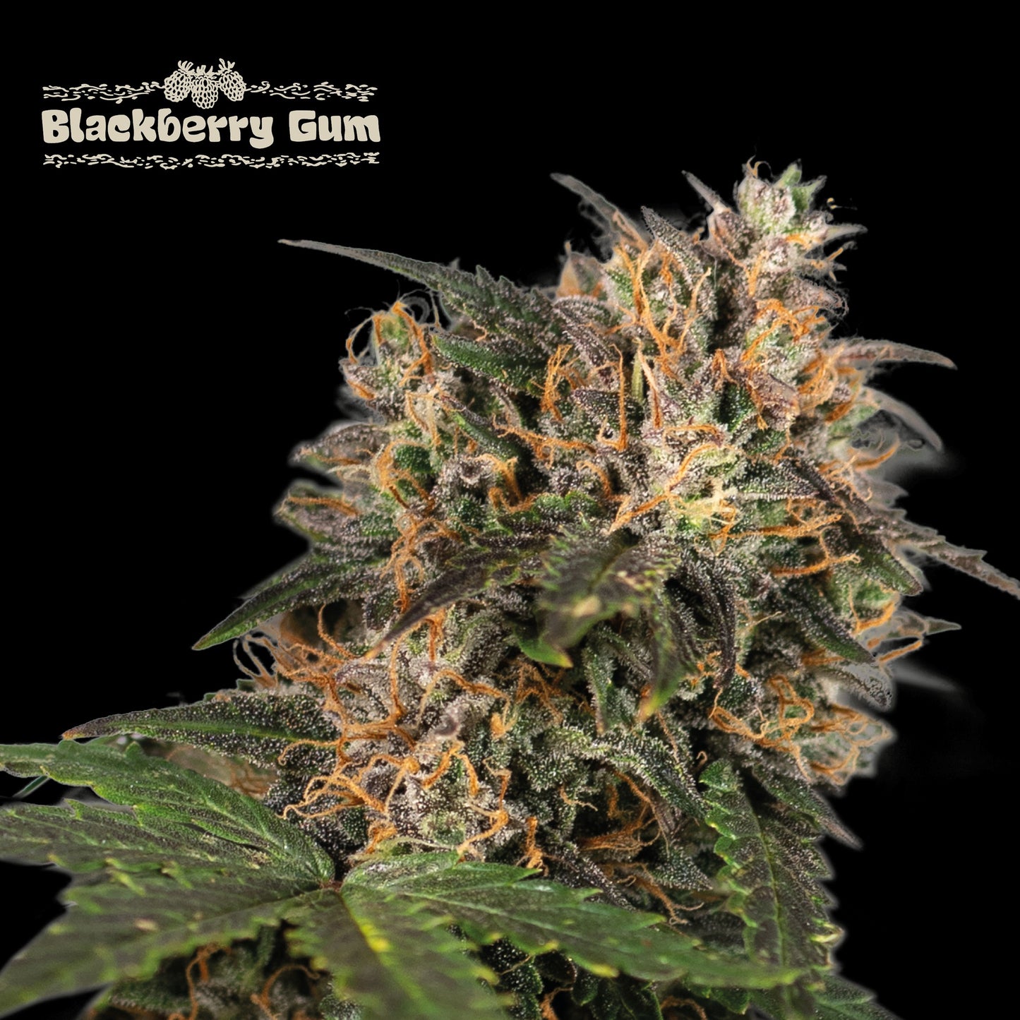 Black Berry Gum Fem x3 - Seedstockers