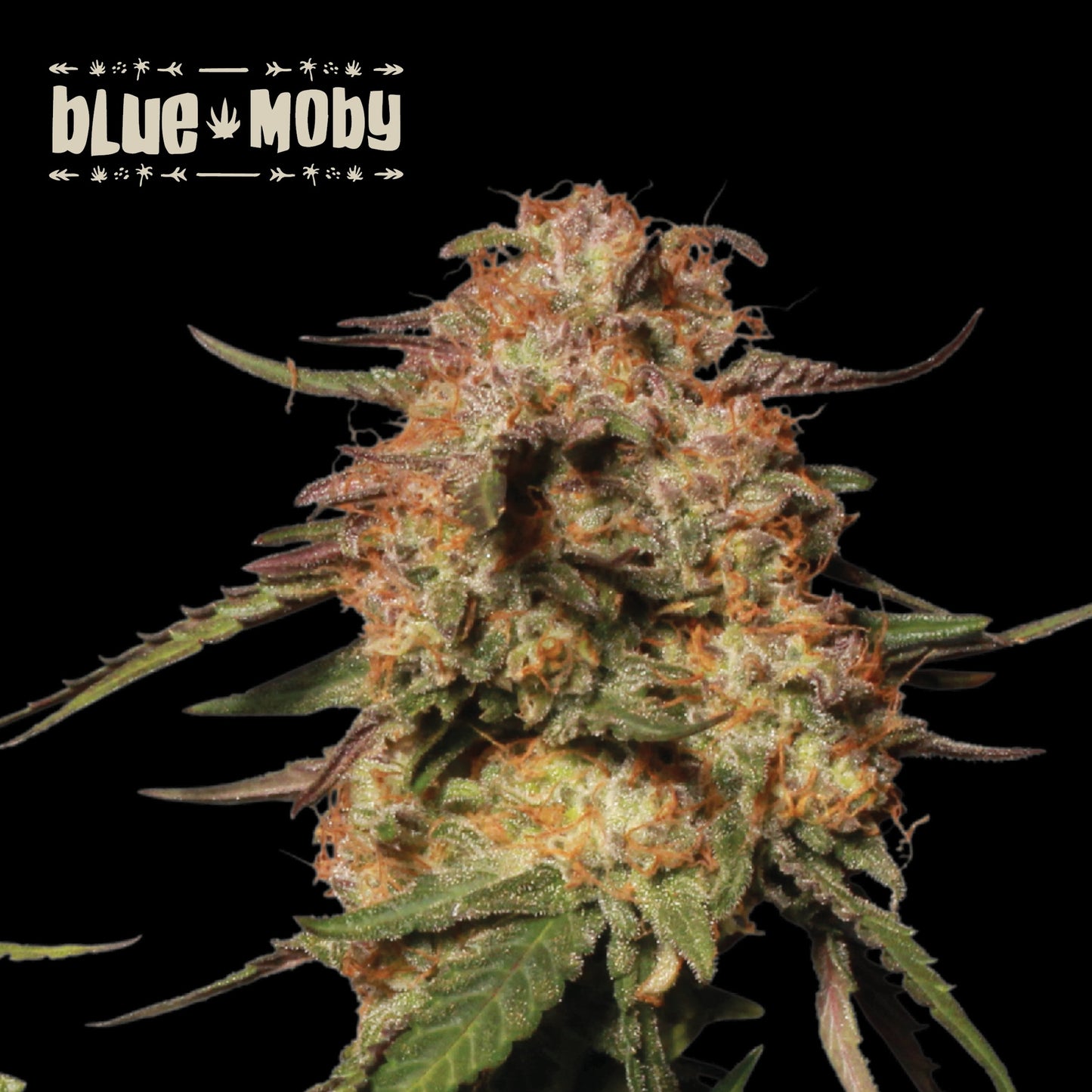 Blue Moby Fem x 5 - Seedstockers superior