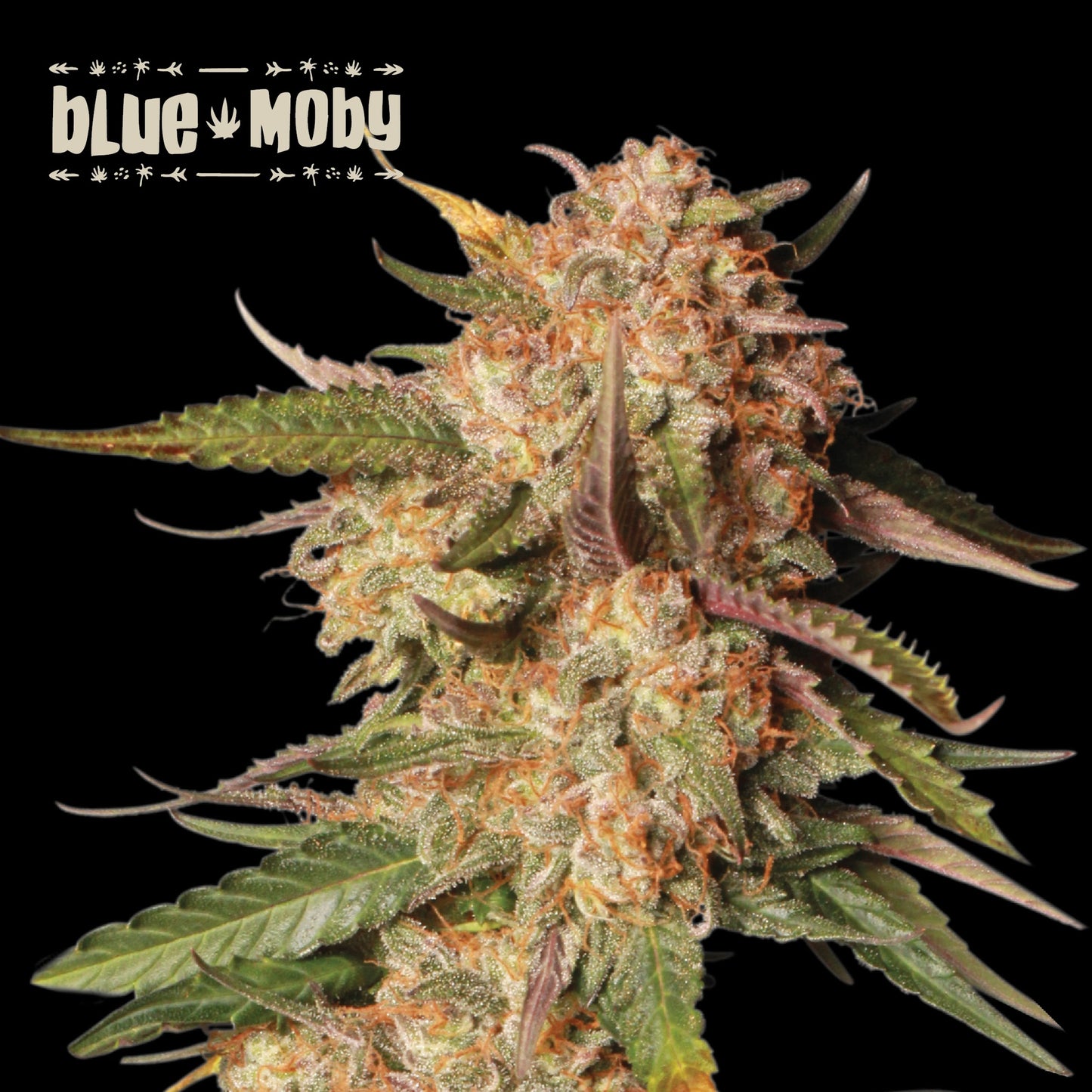 Blue Moby Auto x 3 - Seedstockers superior