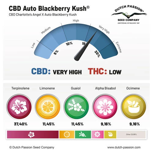 CBD Auto Blackberry Kush x3 - Dutch Passion