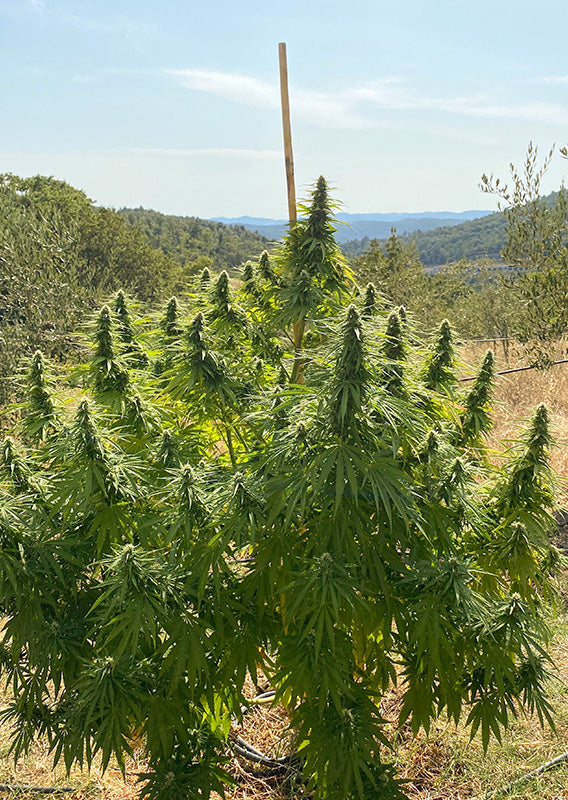 CBD Charlotte´s Angel Fem x3 - Dutch Passion