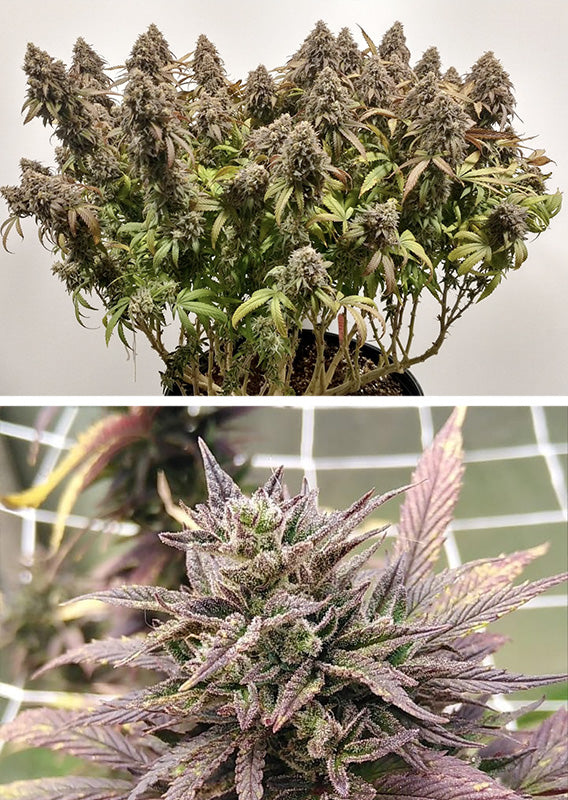 CBD Charlotte´s Angel Fem x3 - Dutch Passion