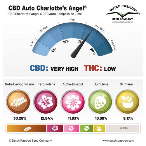 CBD Auto Charlotte’s Angel x3 - Dutch Passion