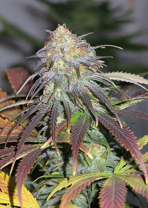 Californian Orange Fem x100 - Dutch Passion