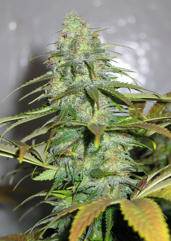 Californian Orange Fem x100 - Dutch Passion