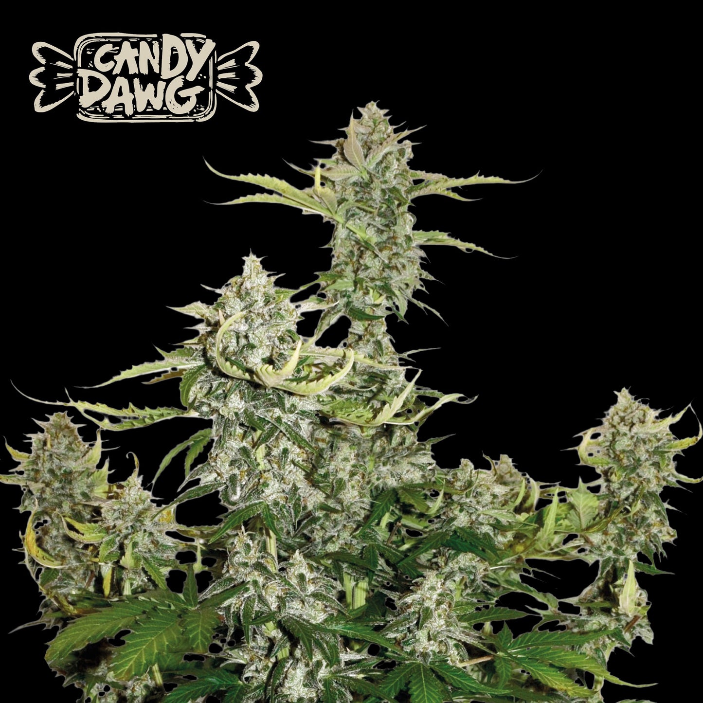 Candy Dawg Auto x3 - Seedstockers