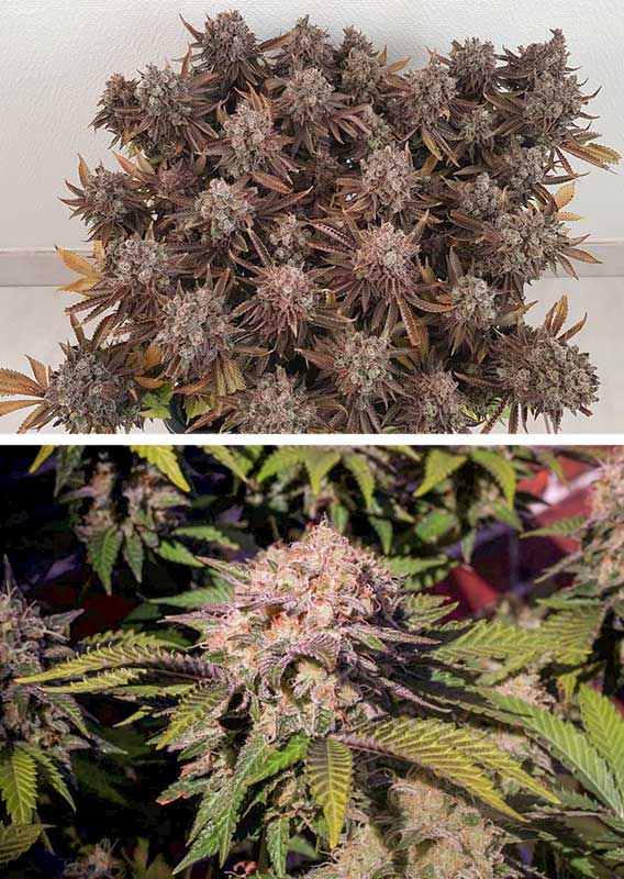 Critical Orange Punch Fem x100 - Dutch Passion