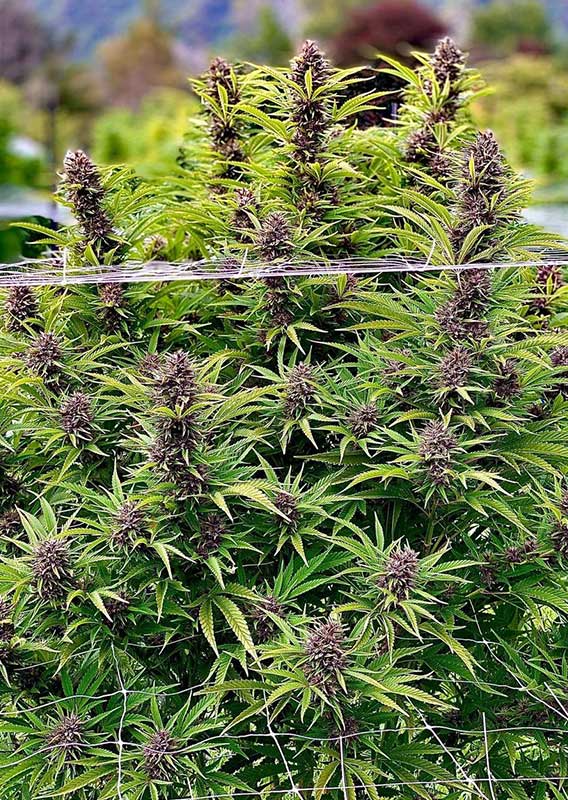 Frisian Dew Fem x3 - Dutch Passion