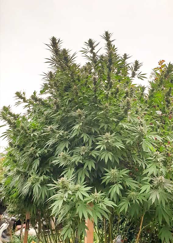 Frisian Dew Fem x3 - Dutch Passion
