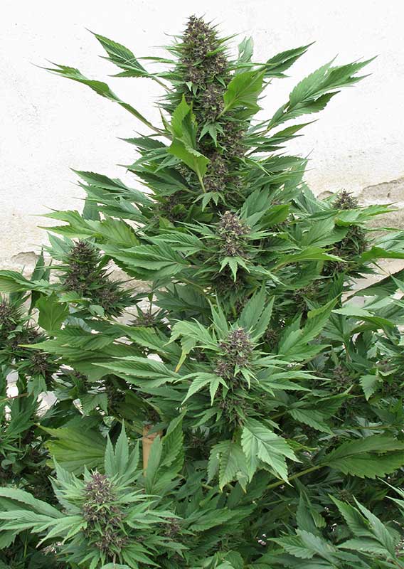 Frisian Duck Fem x3 - Dutch Passion